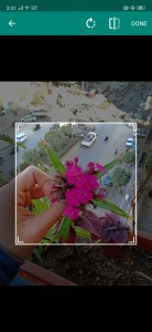 تطبيق اندرويد للنباتات