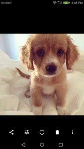 تعديل الصور